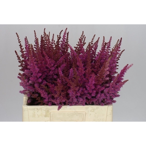 Astilbe Maggie Daley