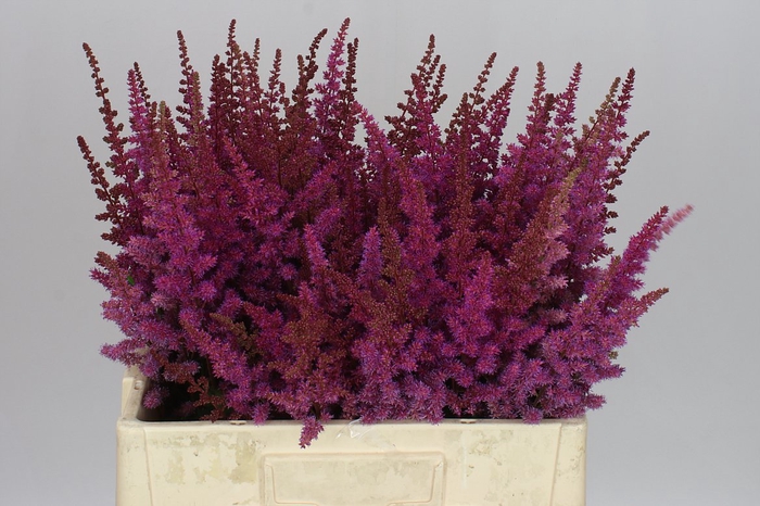 <h4>Astilbe Maggie Daley</h4>