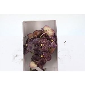 Vanda Su Choc Brown