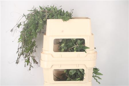 <h4>Passieflora Ranken</h4>