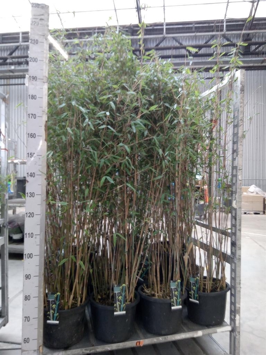 <h4>Fargesia 'Viking'</h4>