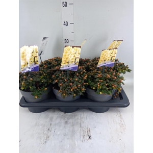 Rhododendron   ...dwarf shapes