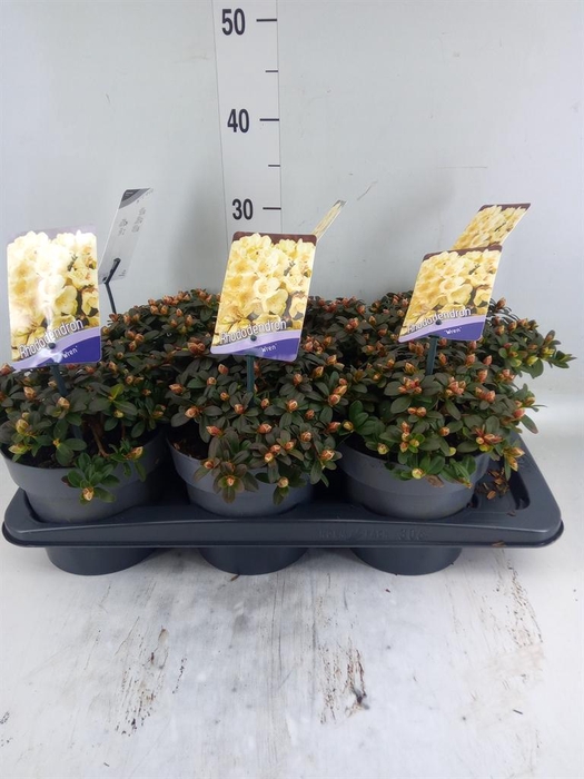 <h4>Rhododendron   ...dwarf shapes</h4>