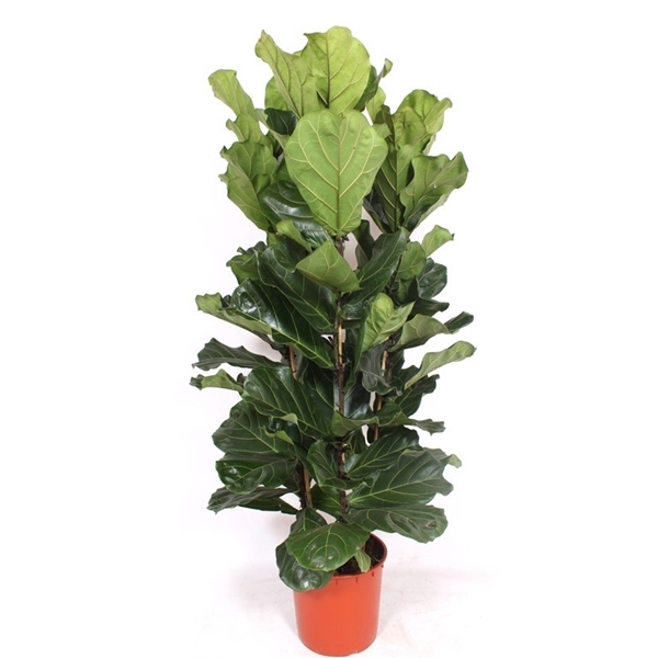 <h4>Ficus lyrata 3 per pot</h4>