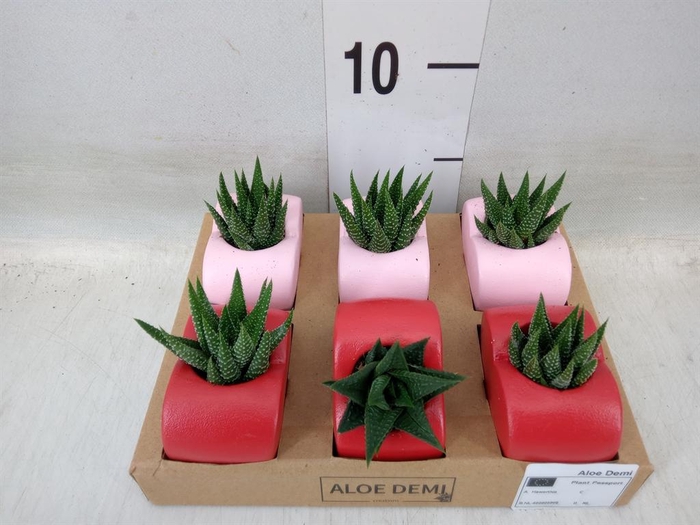 <h4>Succulents   ...</h4>