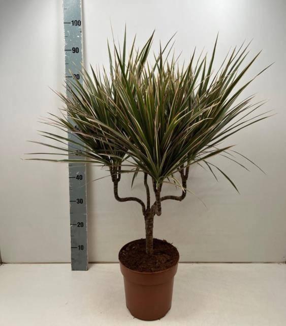 <h4>DRA MARG BICOLOR</h4>