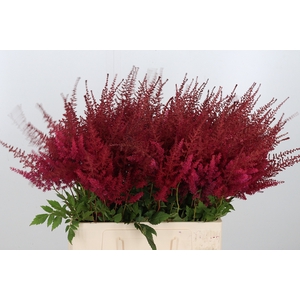 Astilbe Paul Gaarder
