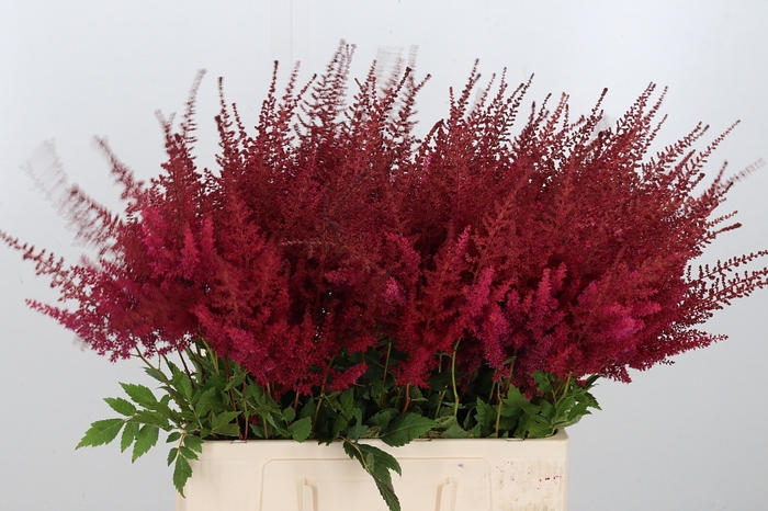 <h4>Astilbe Paul Gaarder</h4>