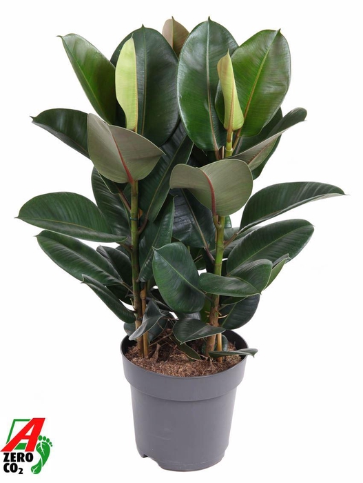<h4>Ficus Elastica Robusta</h4>