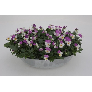 Viola Cornuta rose-wit Zink Schaal