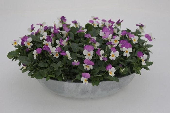 Viola Cornuta rose-wit Zink Schaal