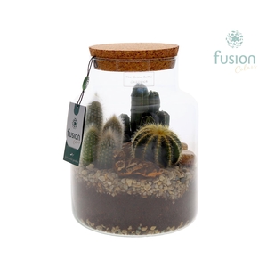 Green Bottle Pot Medium met Cactus arrangement
