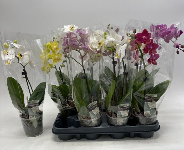 <h4>PHAL GEM</h4>