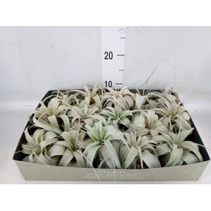 Tillandsia xerographica