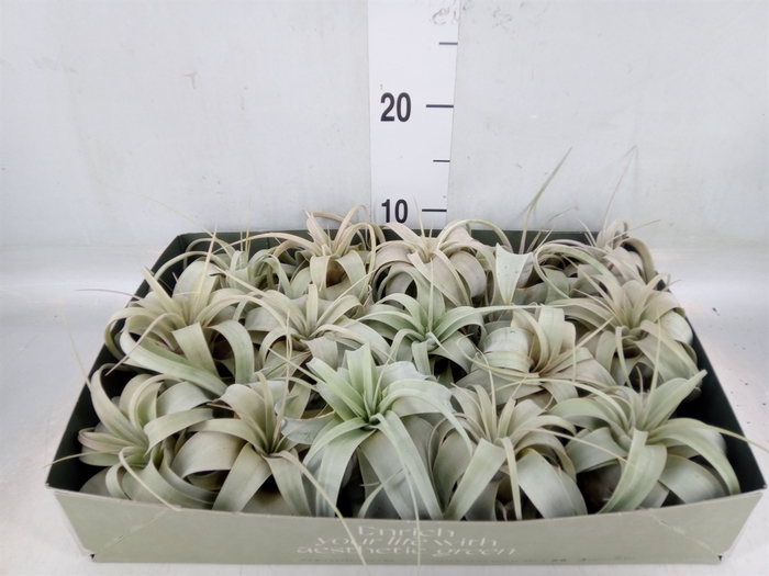 <h4>Tillandsia xerographica</h4>