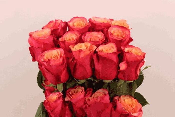 <h4>R Gr Bogart</h4>