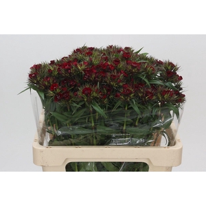 Dianthus Br Red Baron Dark