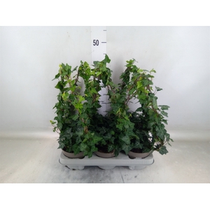 Hedera   ...green leafed