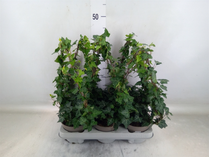 <h4>Hedera   ...green leafed</h4>