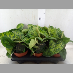 Homalomena  'Camouflage'