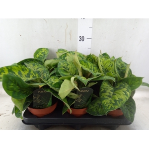 Homalomena  'Camouflage'