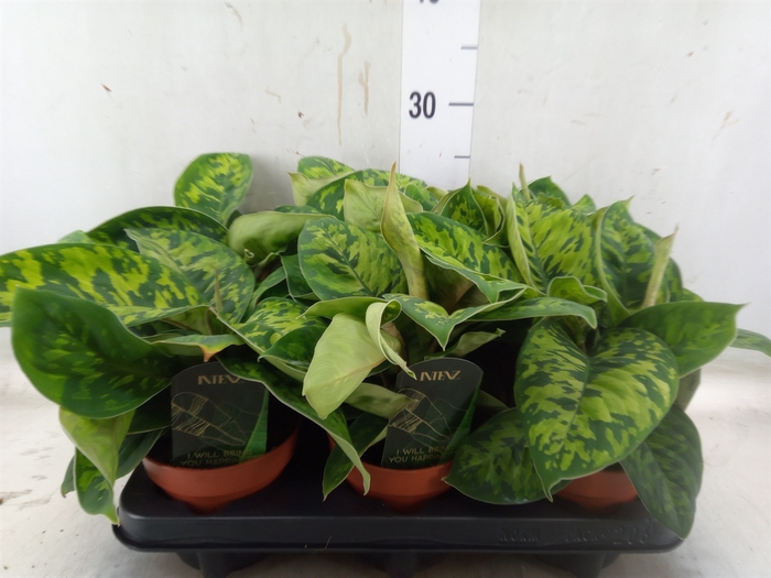 <h4>Homalomena  'Camouflage'</h4>