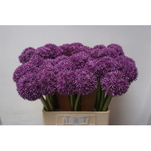 Allium Globemaster