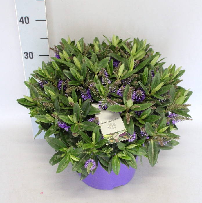 <h4>Hebe andersonii Garden Dream 'Variegata'</h4>