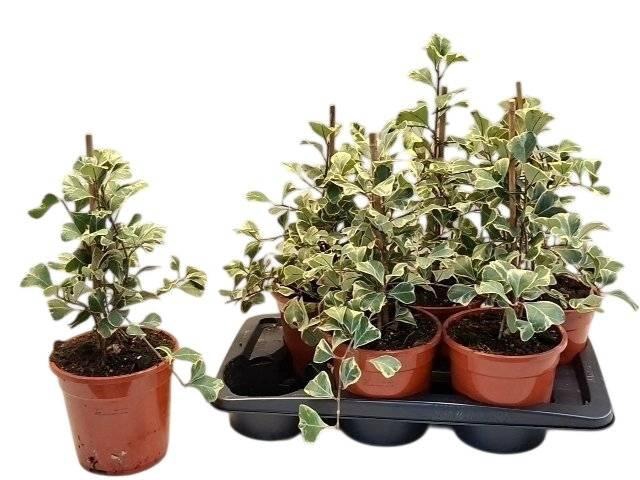 arr8 Fic Natal Sweetheart