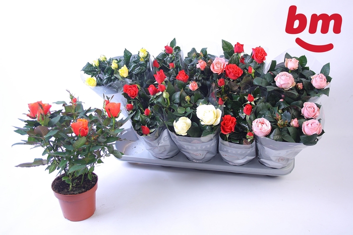 <h4>RO B MONDE GEM</h4>