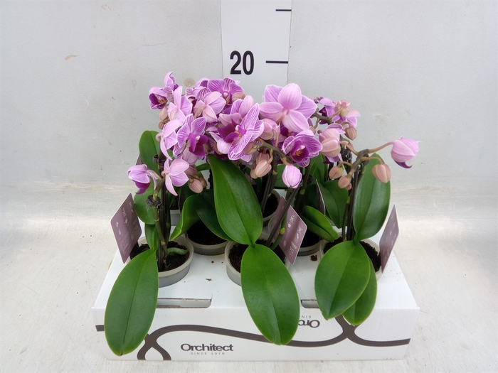 <h4>Phalaenopsis   ...mini</h4>