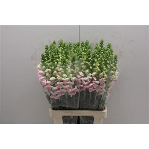 Antir Poto Appleblos