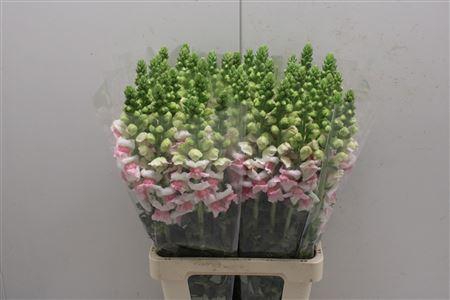 <h4>Antir Poto Appleblos</h4>