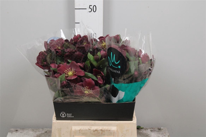 <h4>Hell Classic One</h4>