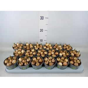 Muscari  'Magic White'