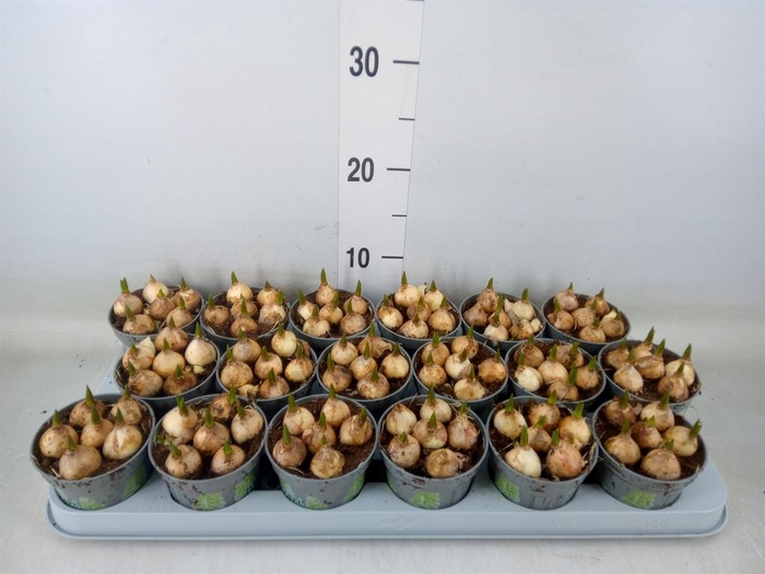 <h4>Muscari  'Magic White'</h4>