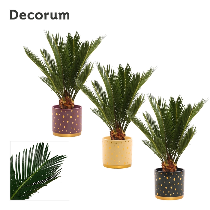 <h4>Cycas revoluta 12 cm, 6+ veren in Sparkle (Rich Love-collection)</h4>