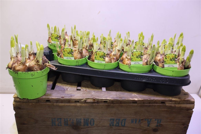 <h4>Narc O Tete A Tete</h4>