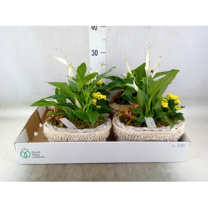Arr.   Planten L%