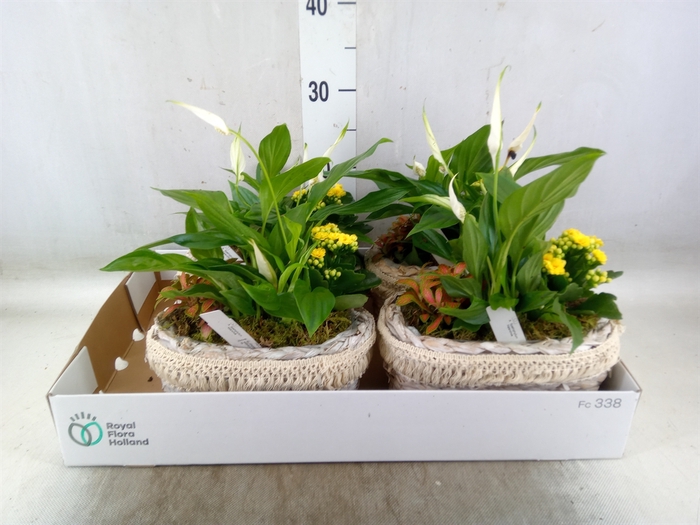 <h4>Arr.   Planten L%</h4>