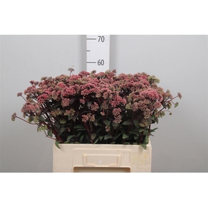 Sedum Magical Lizzy