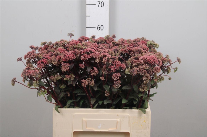 <h4>Sedum Magical Lizzy</h4>