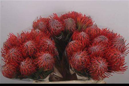 <h4>Leuco Co Tango</h4>