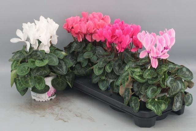 <h4>CYCL GR SUP XL</h4>