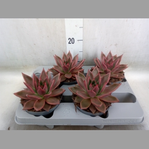 Echeveria   ...