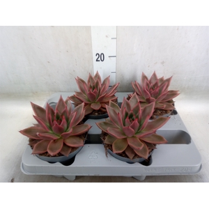 Echeveria   ...