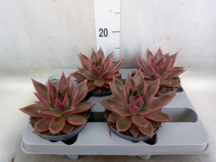 <h4>Echeveria   ...</h4>