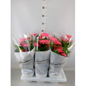 Anthurium andr. 'Pink Champion'