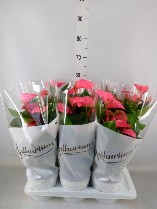 <h4>Anthurium andr. 'Pink Champion'</h4>