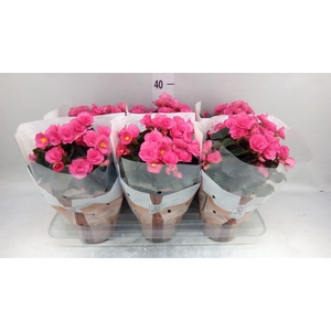 Begonia elat. HL 'Adonia Pink'